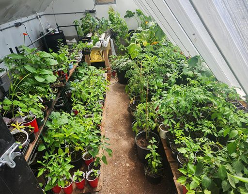 The sunken greenhouse Peter Haschke built, in May